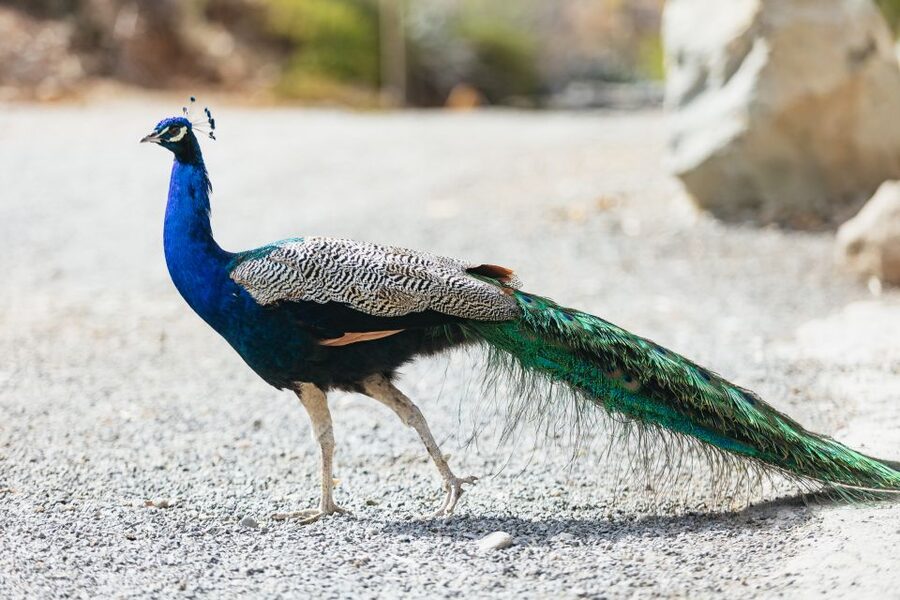 Gran Canaria: Camel Ride Safari w/ Optional Food & Transport - A 300-year-old oasis with a working farm feel