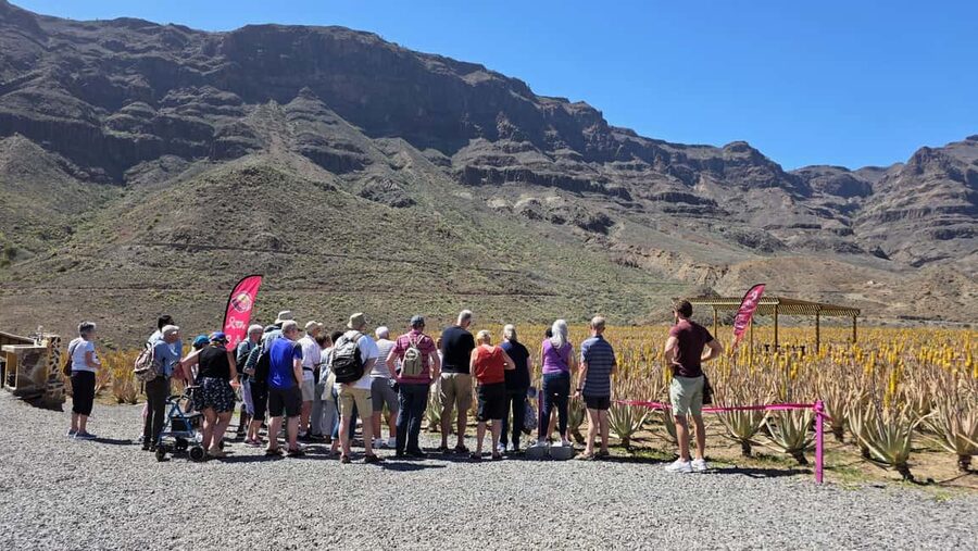 Gran Canaria: Premium Safari 4x4 Tour with Local Guide - The aloe vera farm: useful, local, and partly commercial