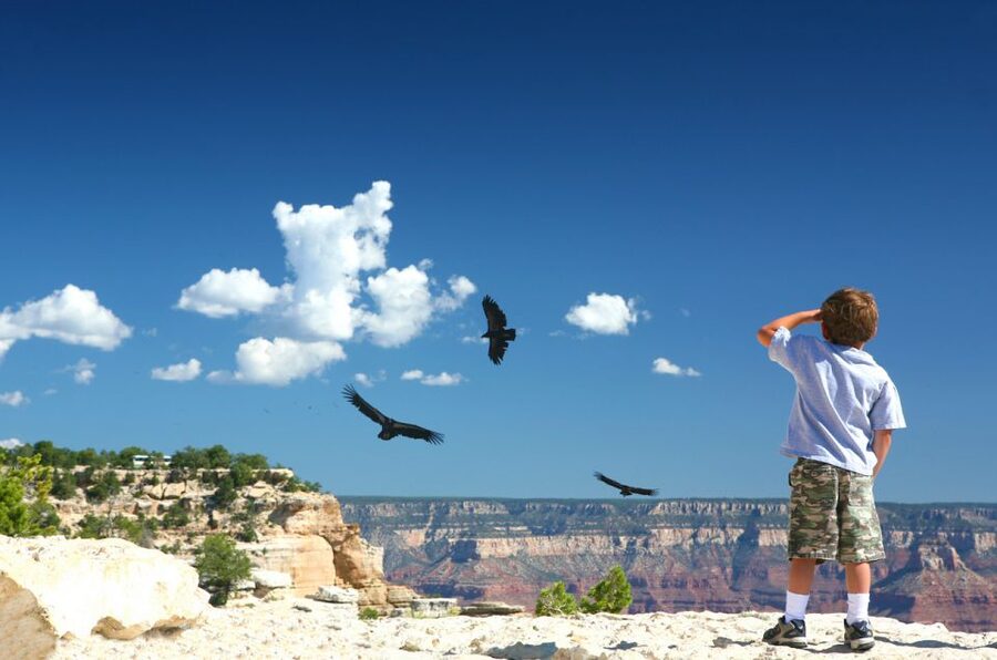 Grand Canyon: Morning Off-Road Safari with Skip the Gate - Key points to know before booking