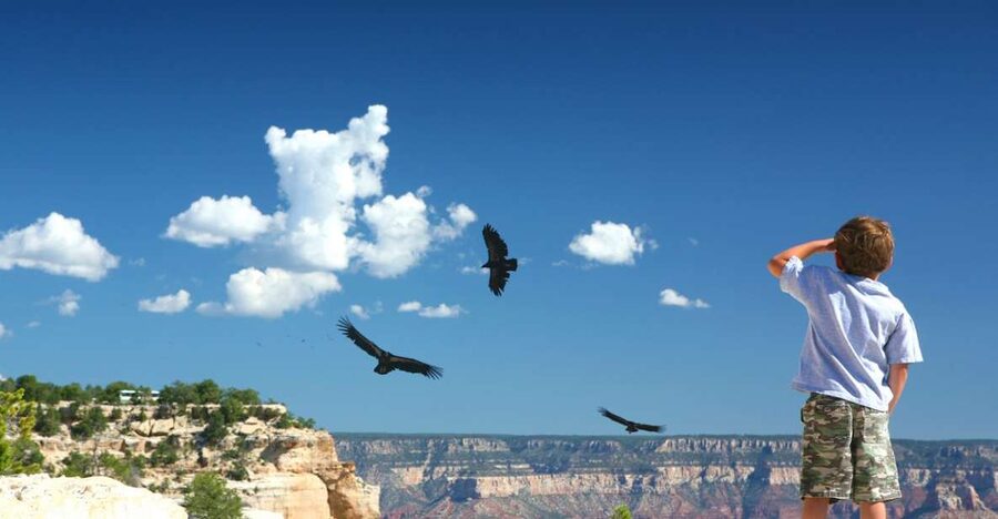Grand Canyon: Morning Off-Road Safari with Skip the Gate - Yavapai Point and the museum
