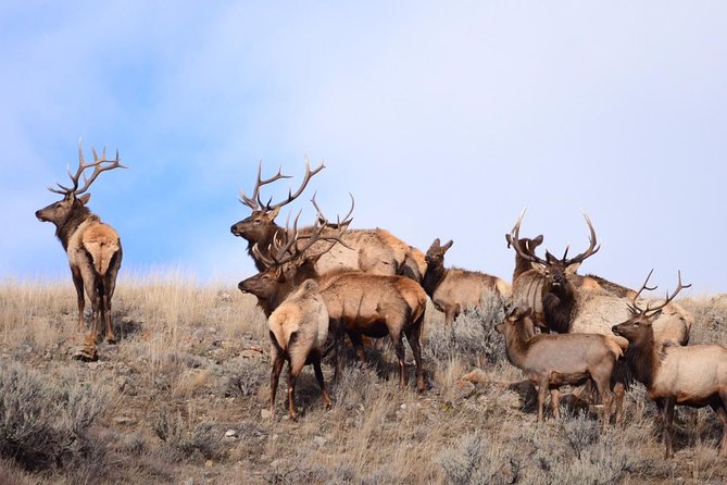Grand Teton Wildlife Safari in a Enclosed or Open-Air Vehicle (season dependent) - Snacks, photos, and the small comforts