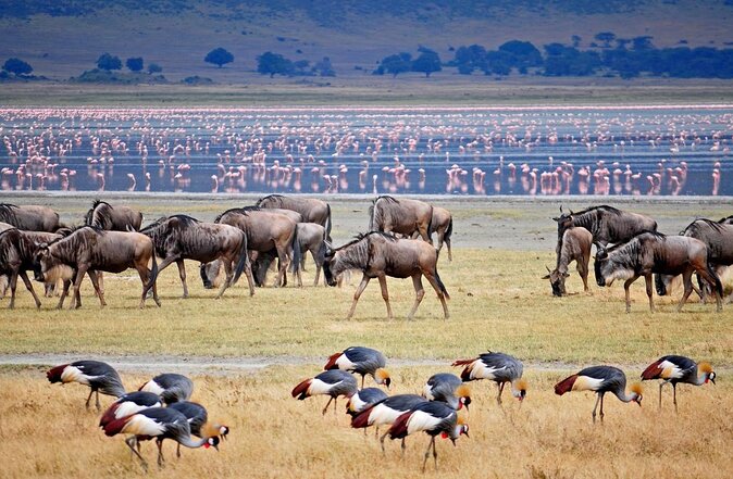 Group Safari 7 Days in Tanzania's Main Parks - Key points to know before booking