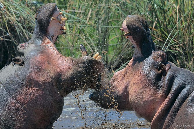 Group Safari 7 Days in Tanzania's Main Parks - Day 1: Arusha gives you a gentle start