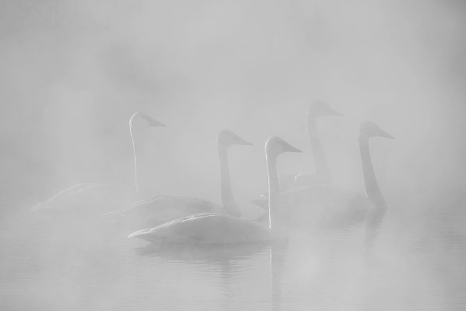 Half Day Grand Teton Wildlife Safari Tour - Morning and afternoon departure choices