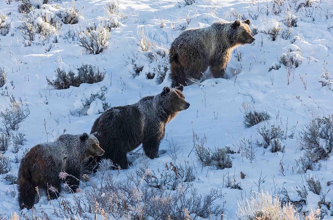 Half Day Grand Teton Wildlife Safari Tour - Moose Wilson Road: a more wooded search