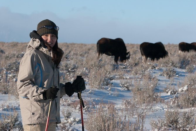 Half Day Grand Teton Wildlife Safari Tour - The animals you might actually see