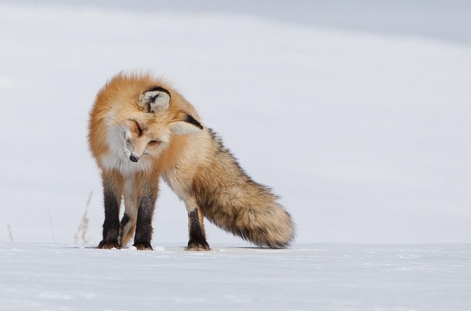 Half Day Grand Teton Wildlife Safari Tour - Binoculars, spotting scopes, and scope videos