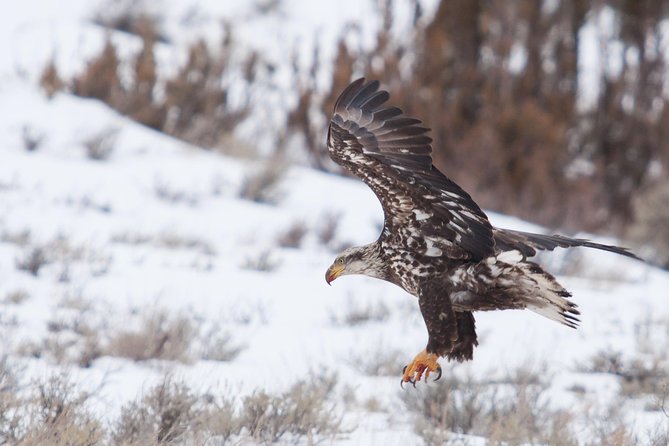 Half Day Grand Teton Wildlife Safari Tour - Grand Teton National Park: big views and changing roads