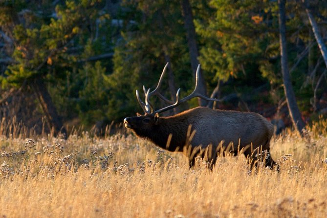 Half Day Group Sunset Wildlife Safari - Why a sunset safari makes sense in Grand Teton