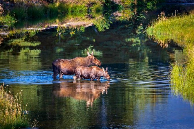 Half Day Group Sunset Wildlife Safari - Weather, clothing, and the age limit