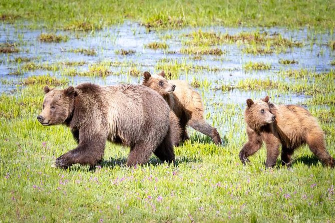 Half Day Group Sunset Wildlife Safari - Is $168.95 a fair price?