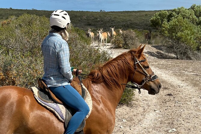 Half day Horse back safari - Beginning at Rondeberg Farms