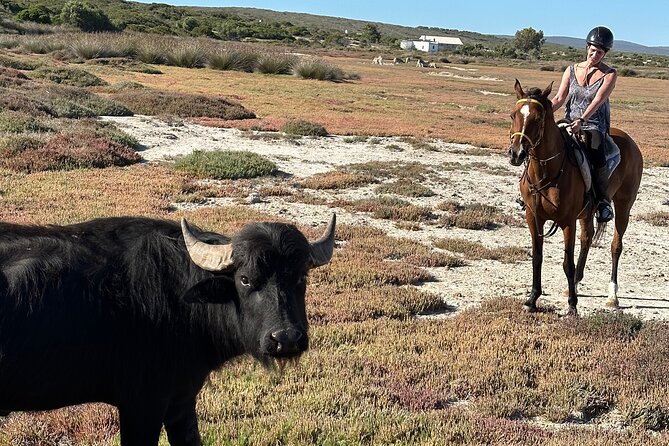 Half day Horse back safari - Wildlife from the saddle
