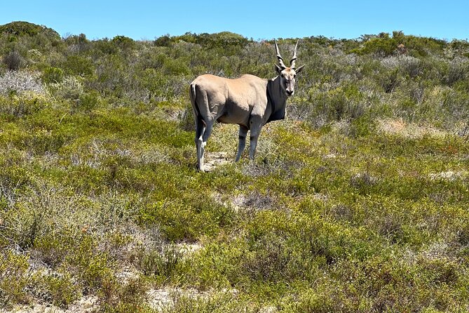 Half day Horse back safari - Arrival details that can affect your day