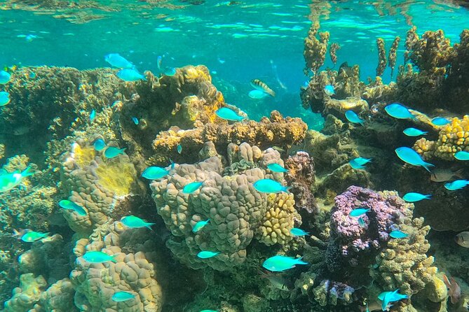Half day lagoon safari tour in Bora Bora- Shared tour - First view of Bora Bora from the water