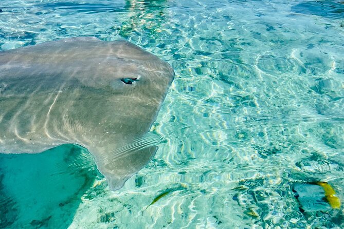 Half day lagoon safari tour in Bora Bora- Shared tour - Meeting the boat in Matira
