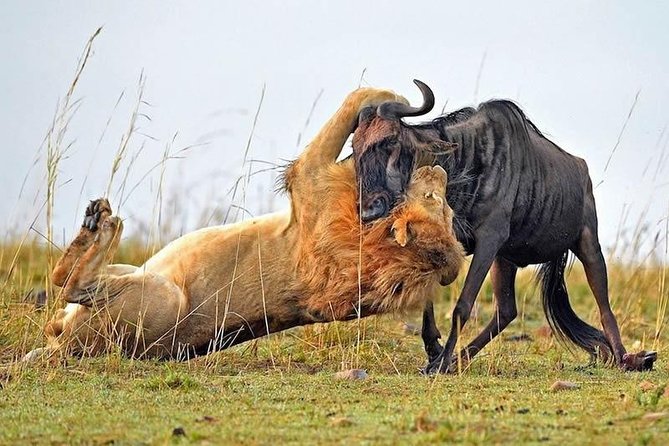 Half-Day Nairobi National Park Safari from Nairobi with Free Pickup - Wildlife you might see in a short visit