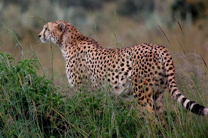 Half-Day Nairobi National Park Safari from Nairobi with Free Pickup - The real cost: $44.16 plus park admission