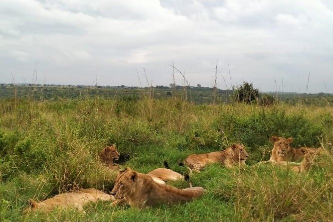 Half-Day Nairobi National Park Safari from Nairobi with Free Pickup - Pickup timing and group-joining risks