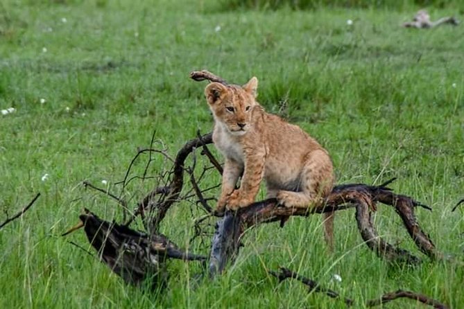 Half-Day Nairobi National Park Safari from Nairobi with Free Pickup - Who will get the most from this safari?