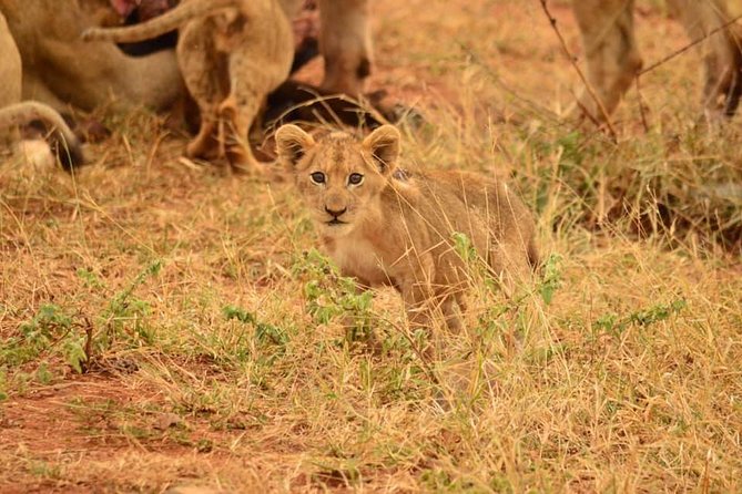 Half day safari from johannesburg - What makes this safari worth considering