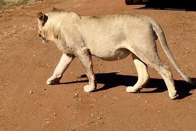 Half day safari from johannesburg - Wildlife sightings you might have