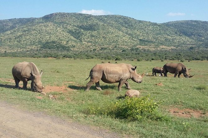 Half day safari from johannesburg - The guides make the difference