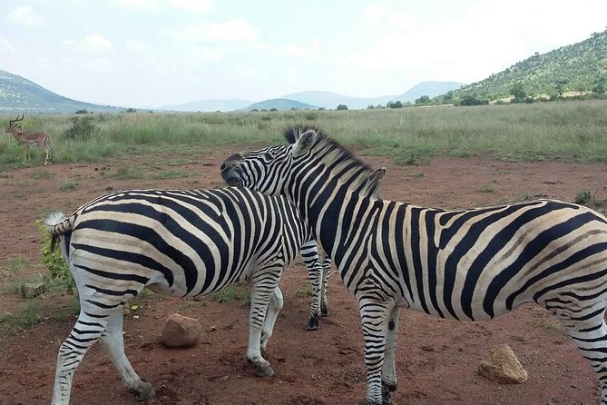 Half day safari from johannesburg - Why the small group matters