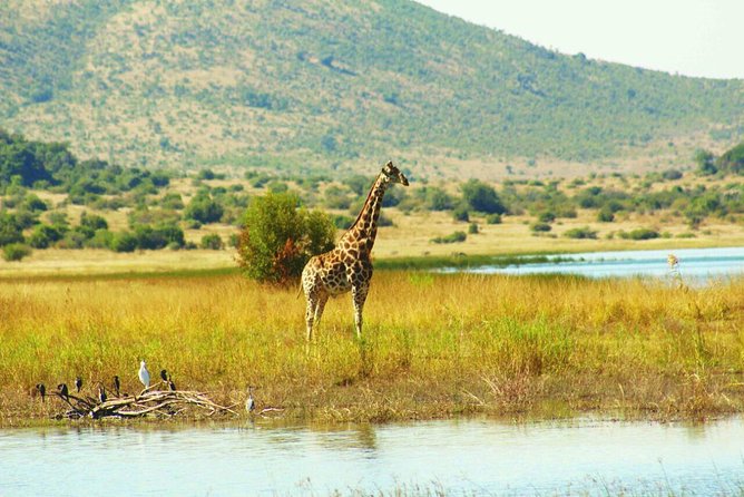 Half day safari from johannesburg - What is included, and what you pay extra for