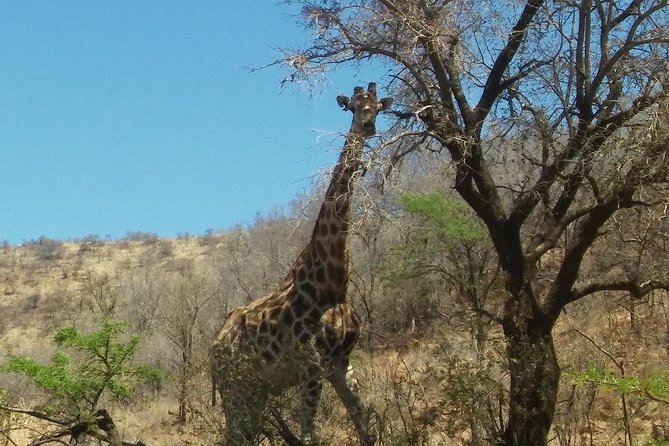 Half day safari from johannesburg - Three hours at Dinokeng Game Reserve