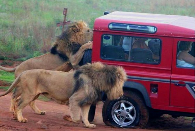 Half Day Safari Tour from Durban - Natal Lion Park: close lions, elephants, and a controlled setting