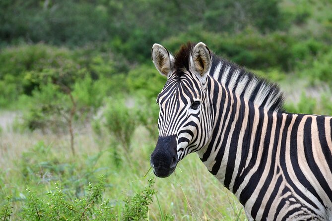Half Day Safari Tour from Durban - Guides, timing, and the ride from Durban