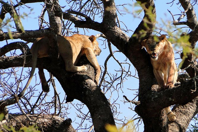 Half Day Safari Tour from Durban - Tala Private Game Reserve: the stronger game-drive experience