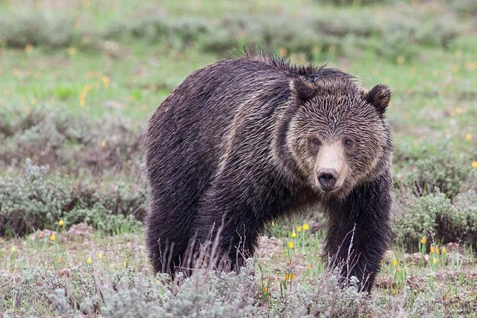 Half-Day Wildlife Safari Tour in Grand Teton National Park - Six useful things to know before you book