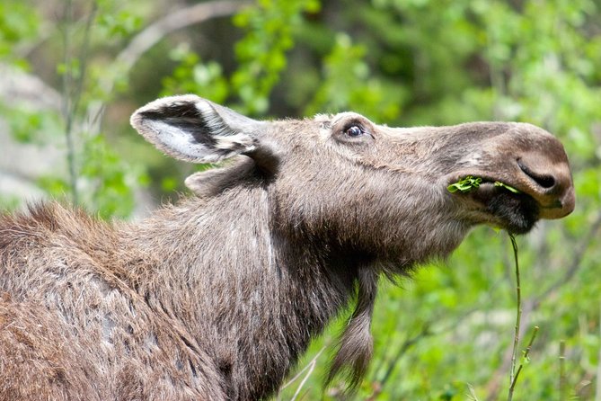 Half-Day Wildlife Safari Tour in Grand Teton National Park - Why a four-hour safari works in Grand Teton