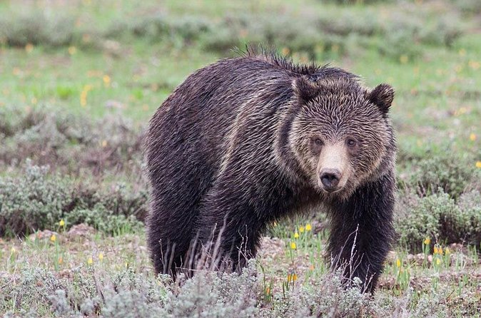 Half-Day Wildlife Safari Tour in Grand Teton National Park - Grand Teton National Park brings the big scenery