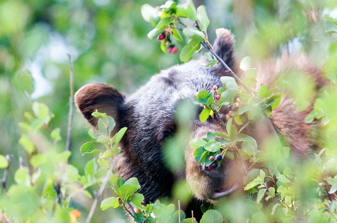Half-Day Wildlife Safari Tour in Grand Teton National Park - Mormon Row adds history and photographs