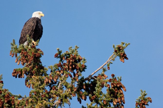 Half-Day Wildlife Safari Tour in Grand Teton National Park - The Jackson Hole visitor center closes the loop