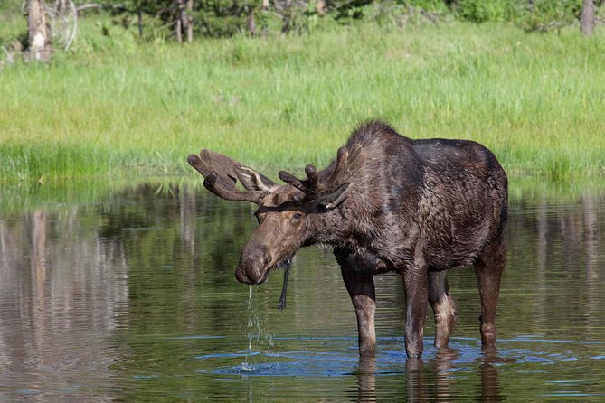 Half-Day Wildlife Safari Tour in Grand Teton National Park - Pickup from Jackson and Teton Village
