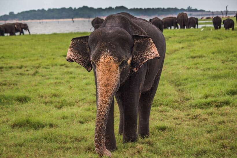 Hambantota Port: Udawalawe Safari Tour & Transit Home Visit - Should you book this safari?