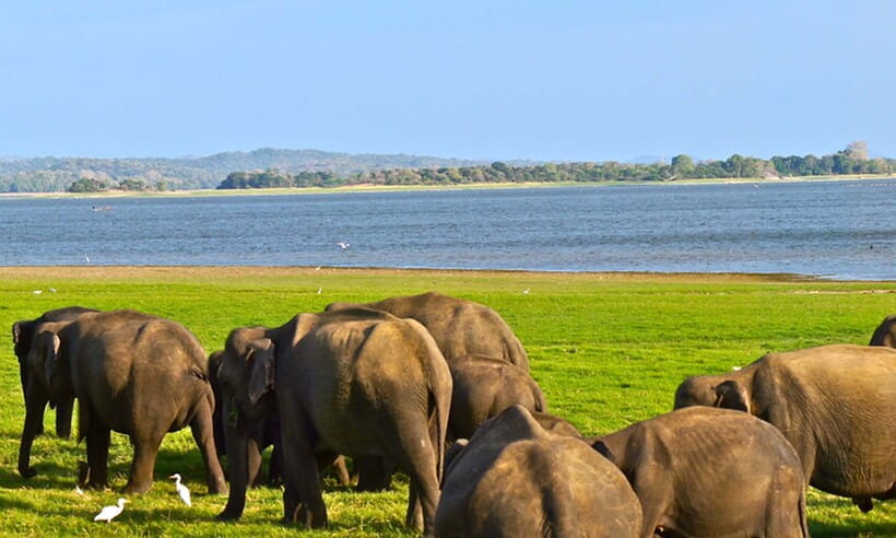 Hambantota Port: Udawalawe Safari Tour & Transit Home Visit - The Elephant Transit Home and feeding time