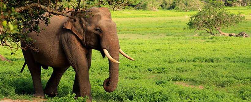 Hambantota Port: Udawalawe Safari Tour & Transit Home Visit - The real price, and what the tour includes