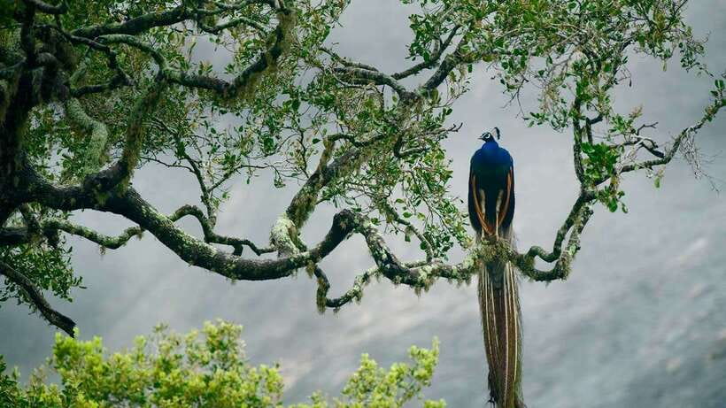 Hambantota Port: Udawalawe Safari Tour & Transit Home Visit - What the Udawalawe safari gives you