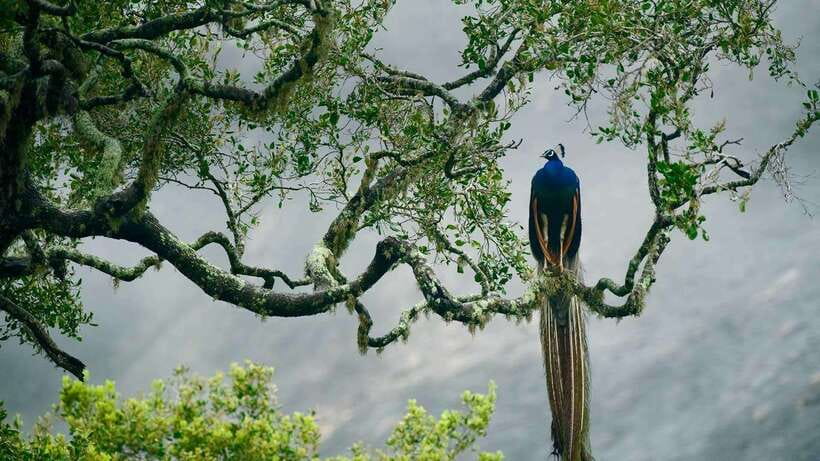 Hambantota Port: Yala National Park Safari (Shore Excursion) - Why Yala makes sense from Hambantota Port