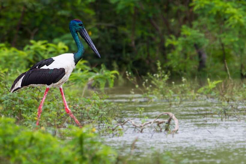 Hambantota Port: Yala National Park Safari (Shore Excursion) - The guide question: useful help or limited conversation