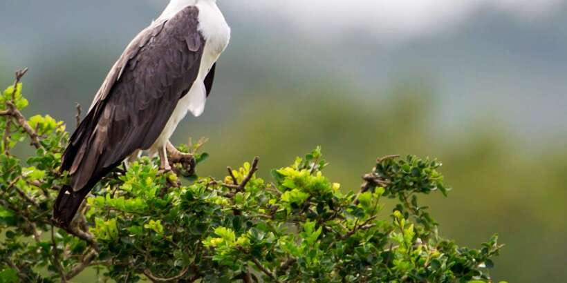 Hambantota Port: Yala National Park Wildlife Safari in a 4x4 - Should You Book the Hambantota Yala Safari?
