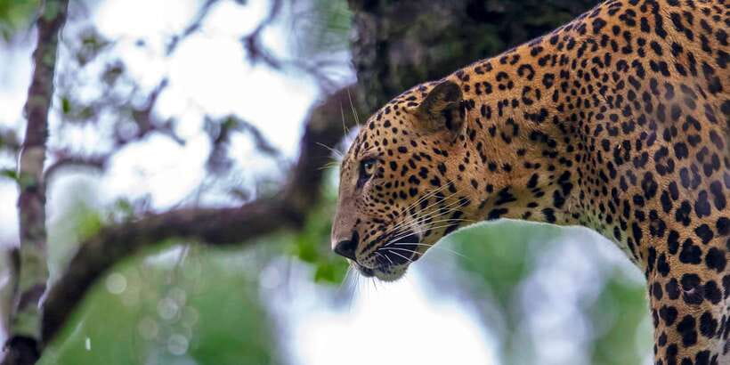 Hambantota: Yala National Park Wildlife Safari in a 4x4 - Why the guide and driver matter