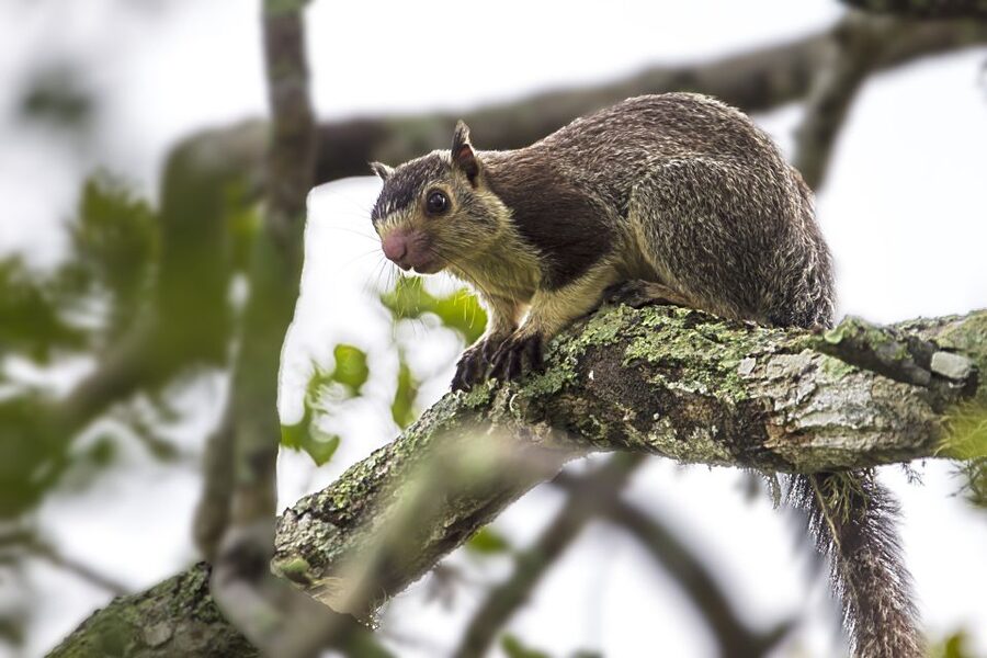 Hambantota: Yala National Park Wildlife Safari in a 4x4 - Who will enjoy this safari most