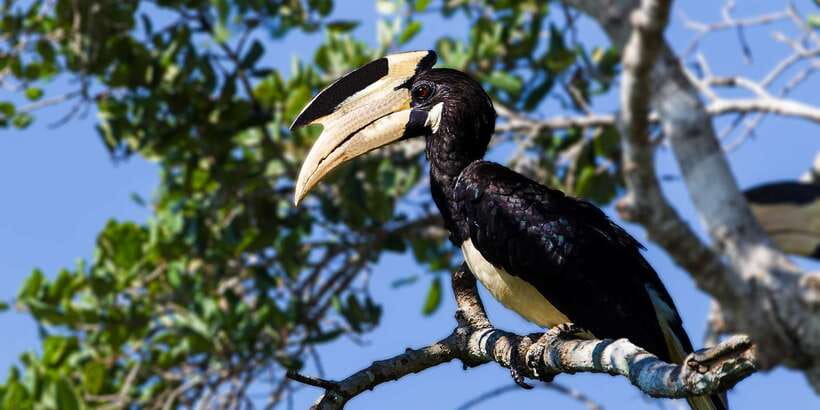 Hambantota: Yala National Park Wildlife Safari in a 4x4 - Practical advice for a smoother morning