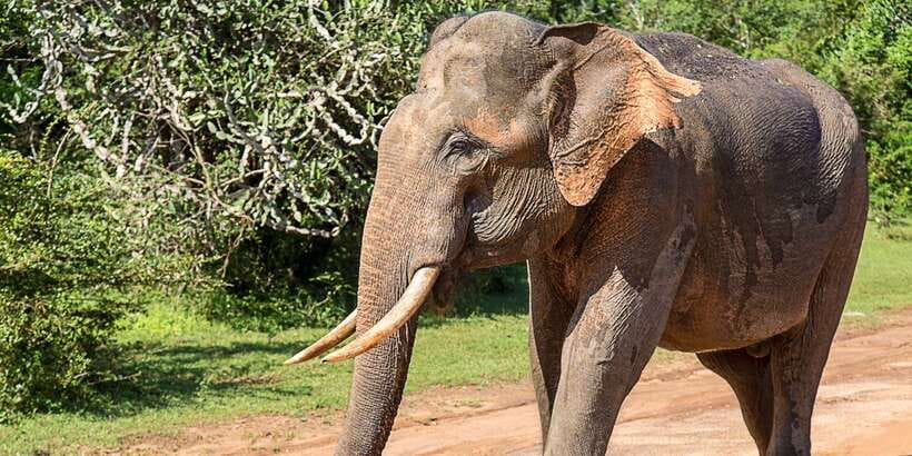 Hambantota: Yala National Park Wildlife Safari in a 4x4 - Should you book Shehan Safari Jeep Tours?
